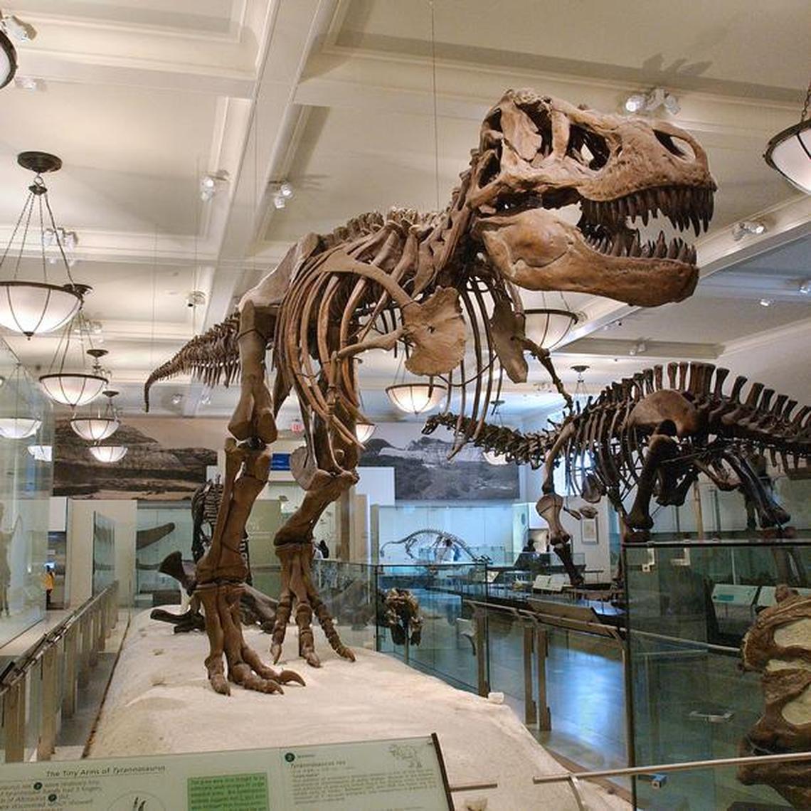  One of the biggest draws at the American Museum of Natural History, T. Rex. Photo credit: AMNH 