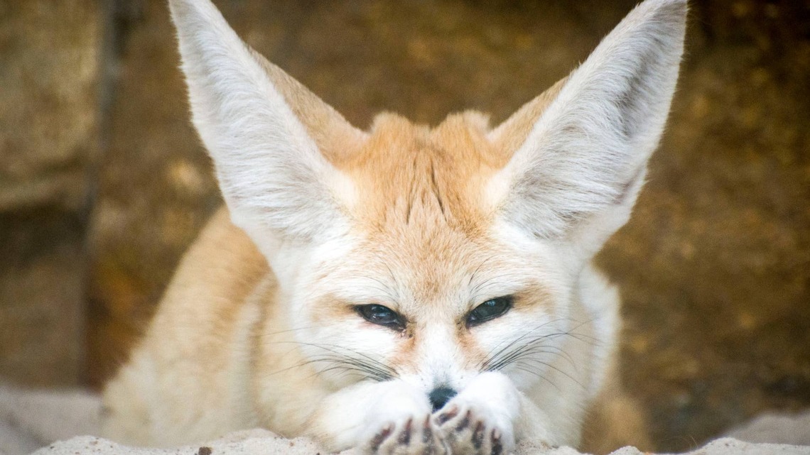 Adorable Pet Fennec Fox Charms Millions Making Biscuits Just Like a Happy Cat 