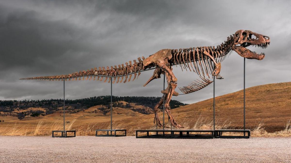 A T. rex named Gus is set to be auctioned with the highest estimate ever placed on a dinosaur. (Matthew Sherman/Sotheby's via SWNS). 