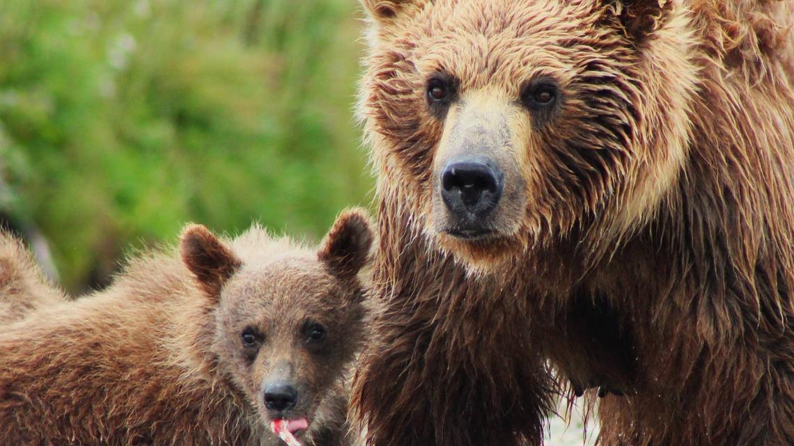 Mama Bear Has One Cub Stuck on the Other Side of a Wall, and She's Not Leaving Without Her 