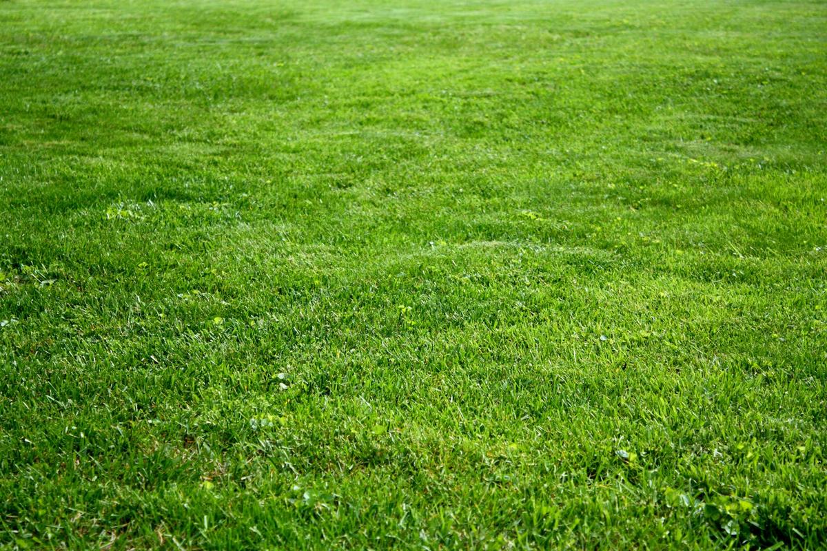 arena photography
