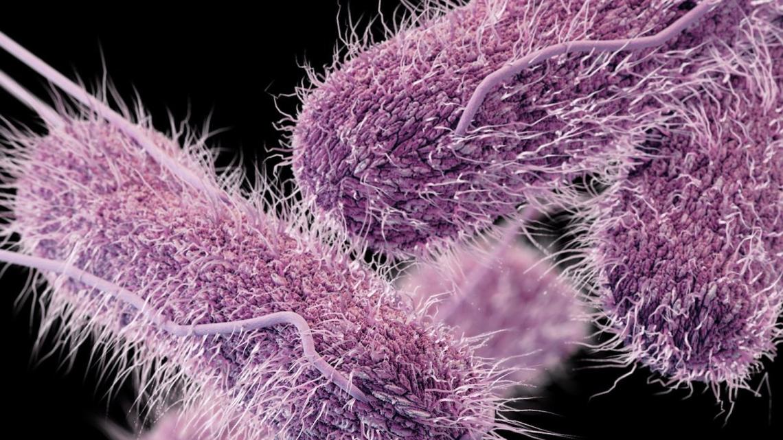 Popular supplement linked to national salmonella outbreak. 1 sickened in Tri-Cities