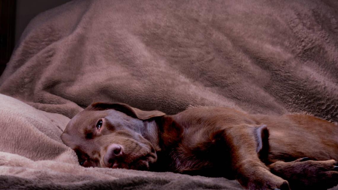 Sleepy Labrador Retriever. 