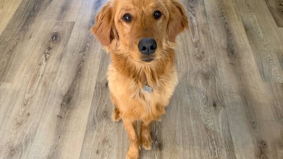 Golden Retriever Surprises His Family by Bringing a Live Armadillo Indoors, and Their Screams Say It All 