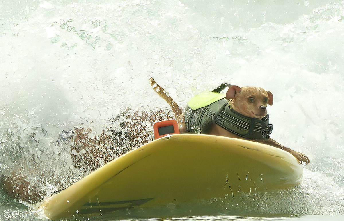 A dog rides a wave at the Hang 8 Dog Surfing Extravaganza in Daytona Beach at the Hard Rock Hotel, May 31, 2026.