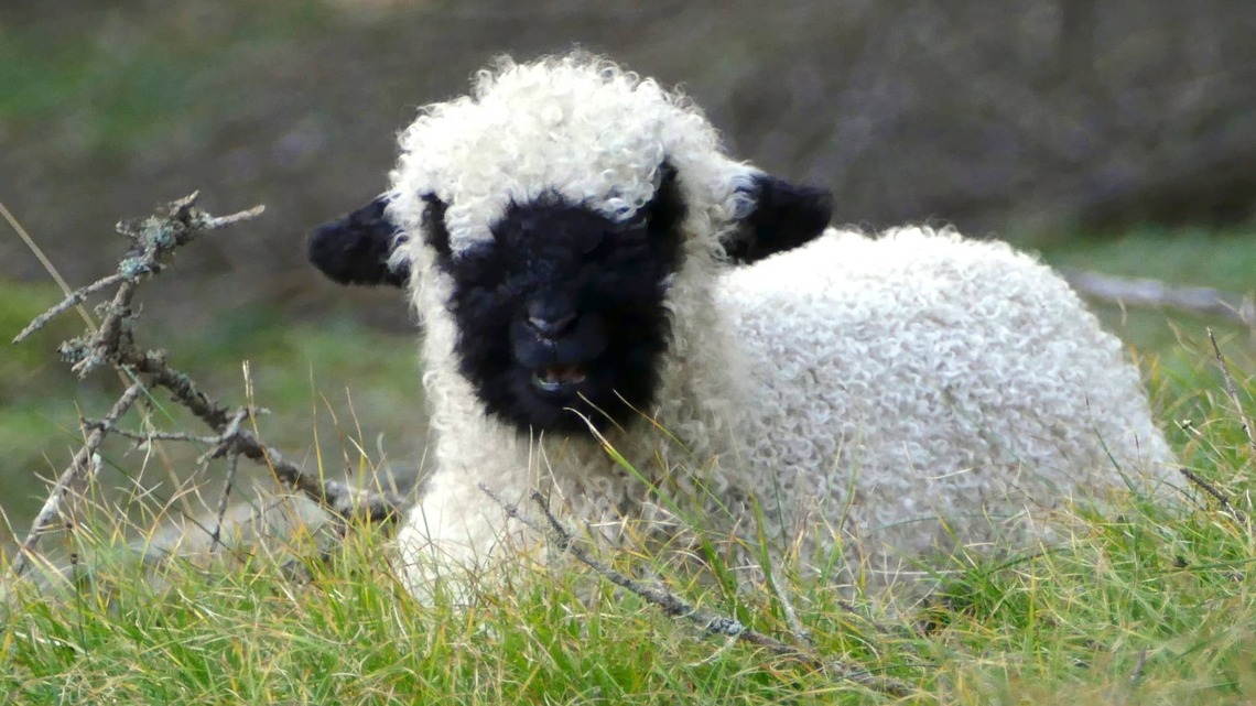 Tiny Lamb Was Rejected by Her Mom and Nearly Died-Now Look at Her Go 