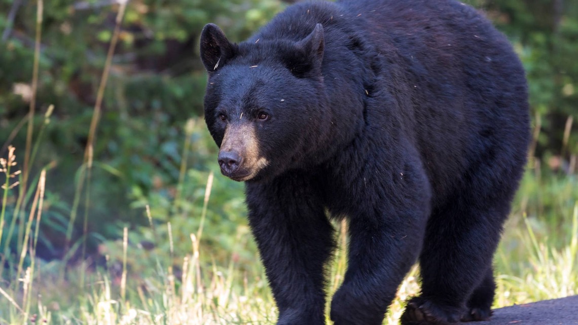 Senior Man Walking Down the Street Has No Idea a Huge Black Bear Is Right Behind Him 