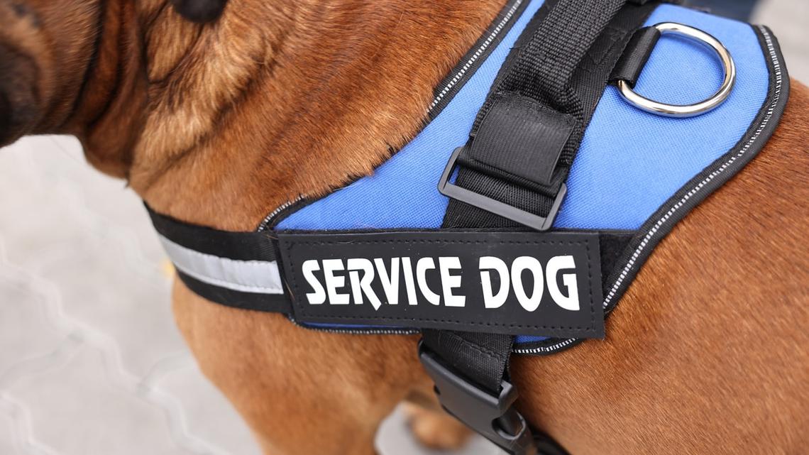 Service Dog-in-Training's Overly Enthusiastic Response to a Command Has the Internet Laughing 