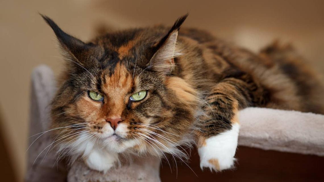 Giant Maine Coon's ‘Post-Nap Ears' Are the Cutest Bedhead 
