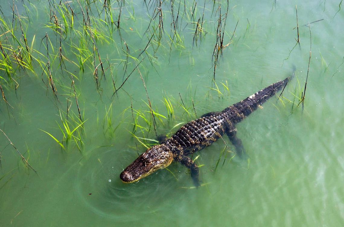 You may see a gator in the wild at Sea Pines Forest Preserve in South Carolina. 