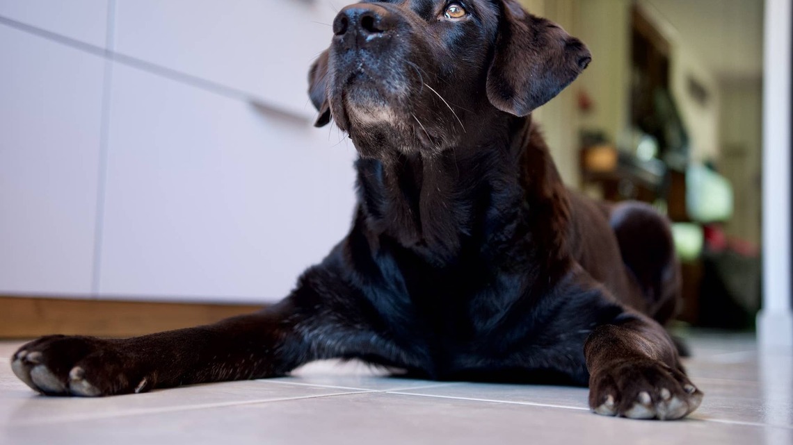 Huge Black Lab Needs Tiny Dachshund Brother to Rescue His Ball