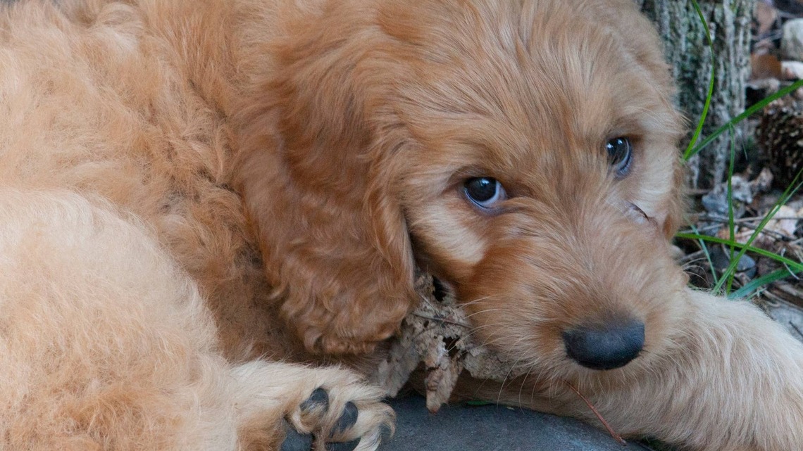 Goldendoodle Puppy Was Caught in the Act and Has Zero Regrets 