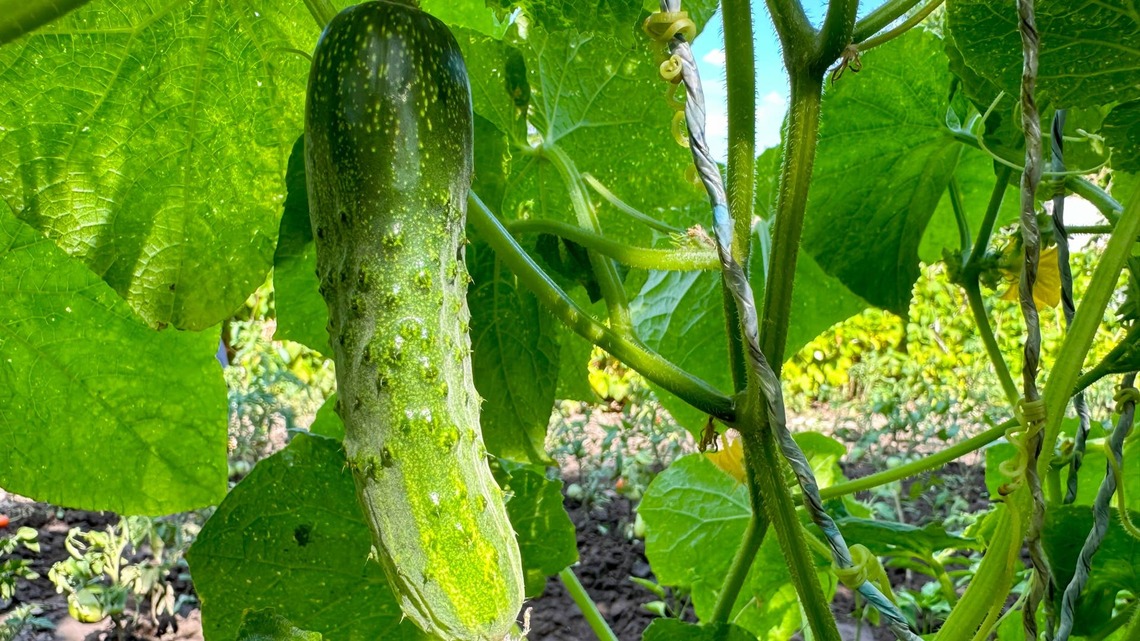 Your Garden Cucumbers Taste Bitter for a Reason-And You Can Fix It 