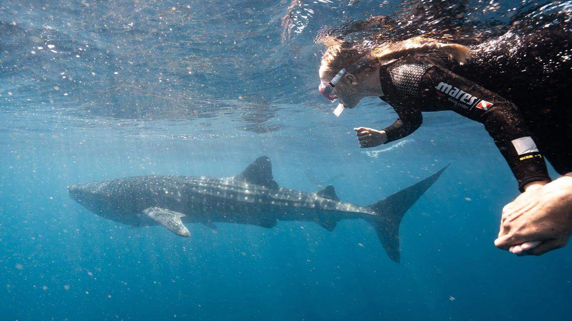 Swimming with the world's largest fish, the whale sharks of Australia