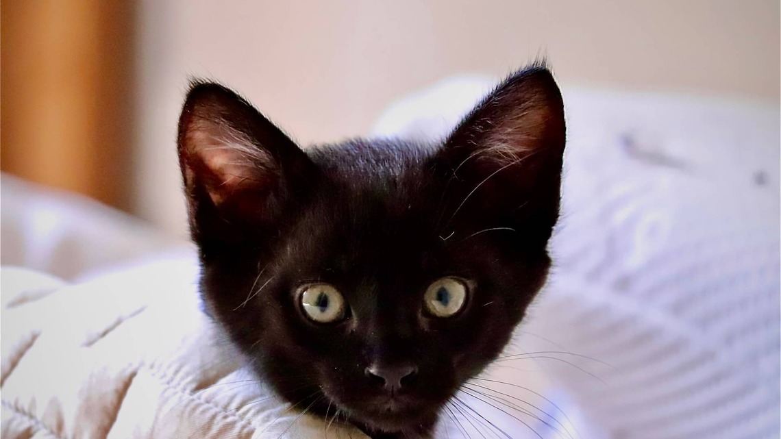 Tiny 1-Pound Black Kitten Is Inseparable From His Favorite Stuffed Fish 