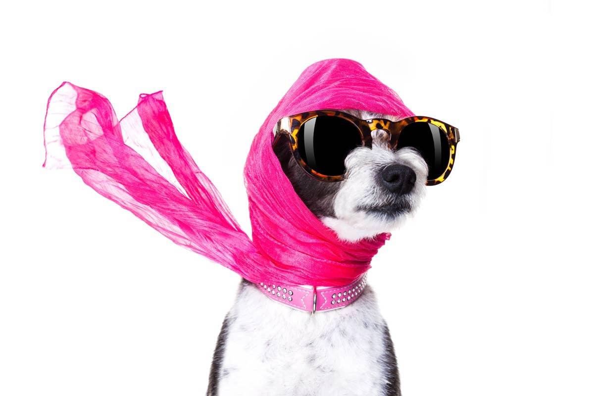  A small dog dressed in luxury clothing.