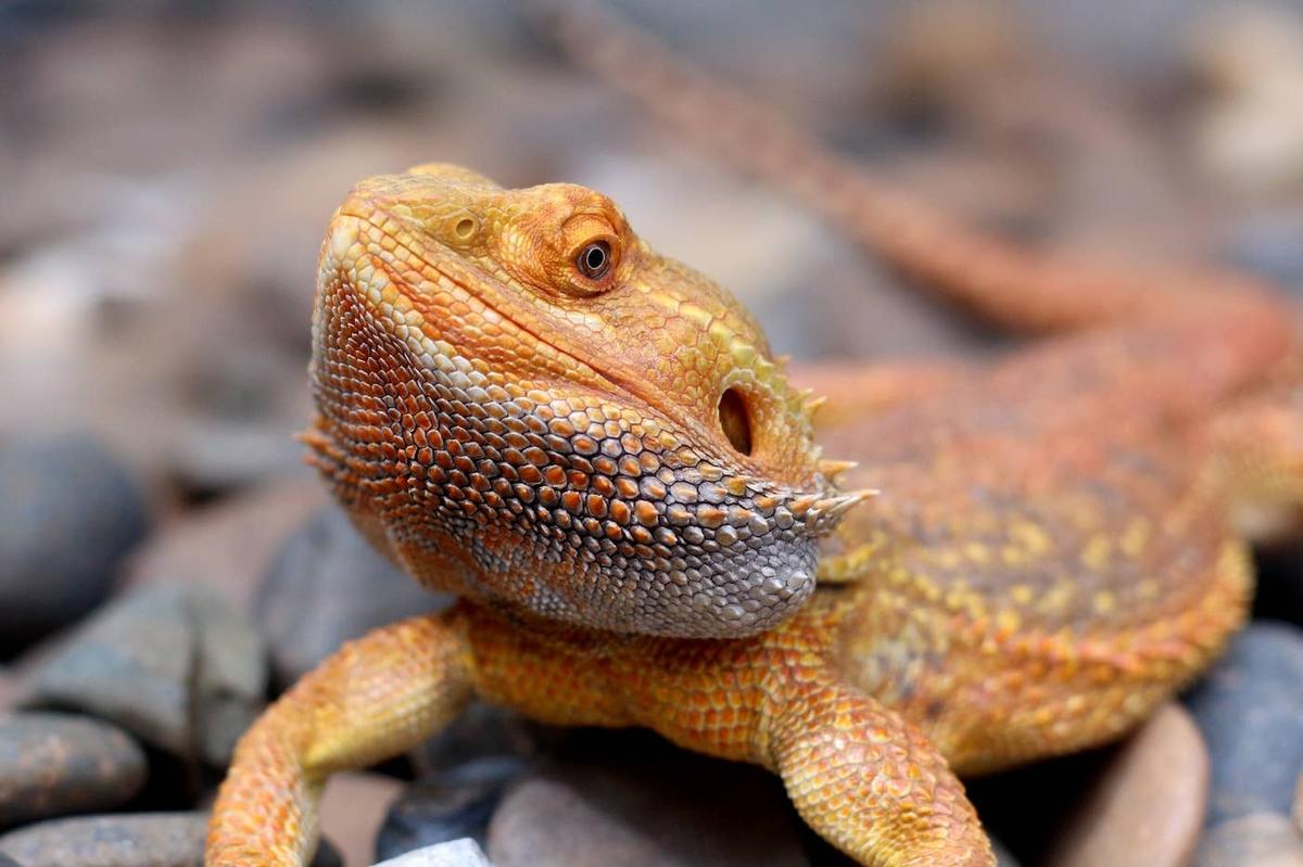  Bearded Dragon sitting on rocks.