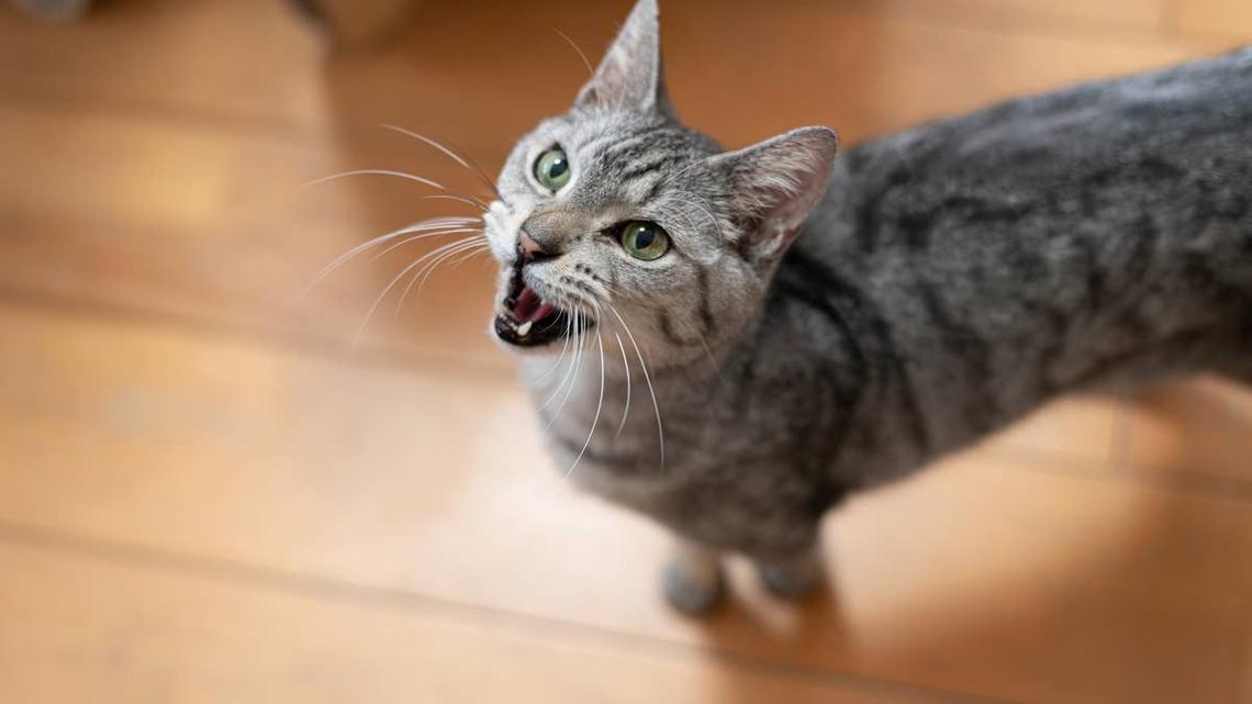 Tabby Cat's Clever Plan To Keep Mom Home From Work Is Total Boss Material 