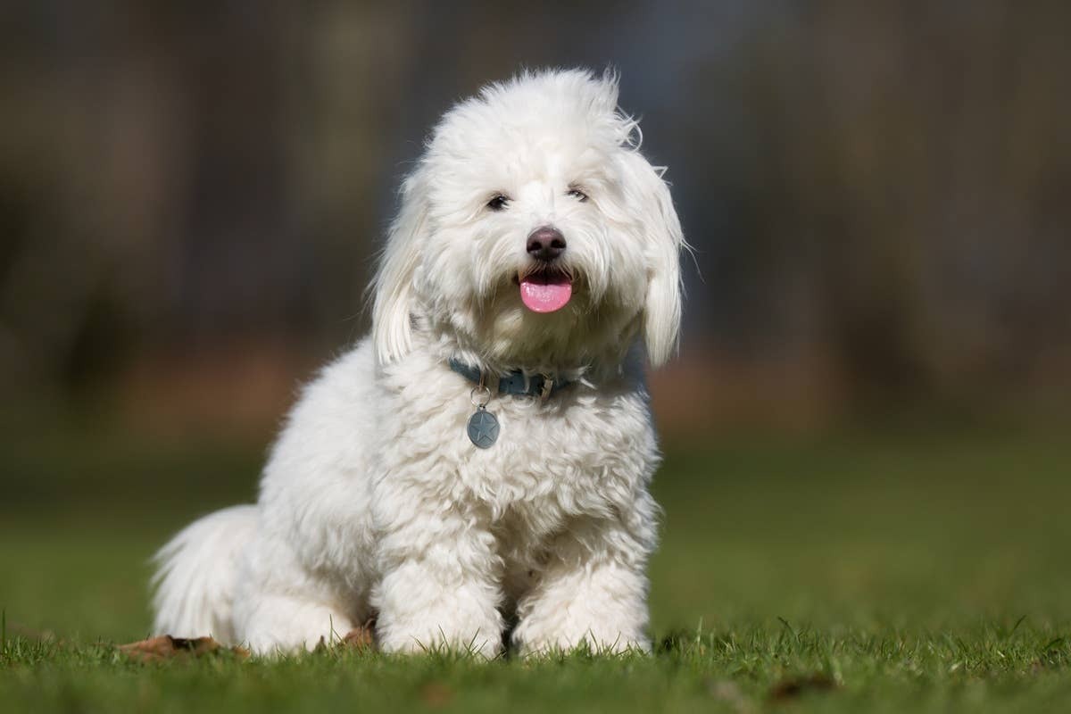  A sweet, faithful dog perfect for a retiree.