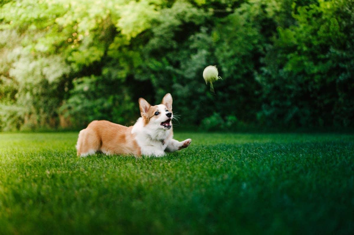  A playful Corgi chasing a ball.