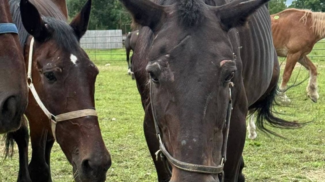 Report: Horses Surrendered In New York Slaughter Truck Case 