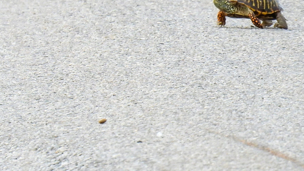 Of roadways and wildlife | Opinion