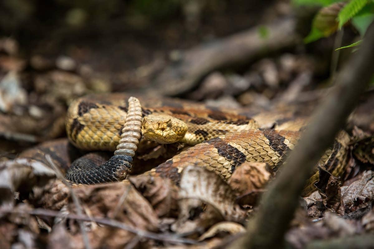  The Saint Francois Mountains s a rattlesnakes hotspot in Missouri.