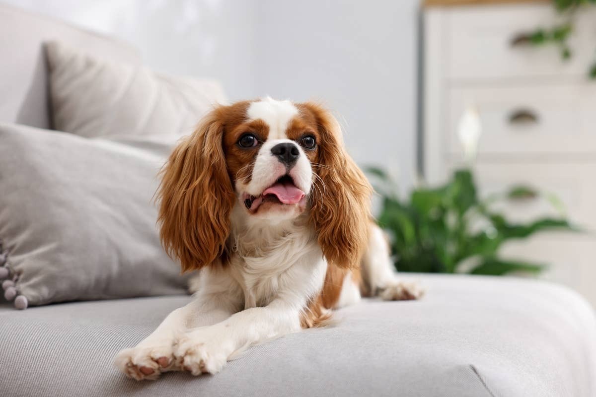  A small lap dog with a chill personality.