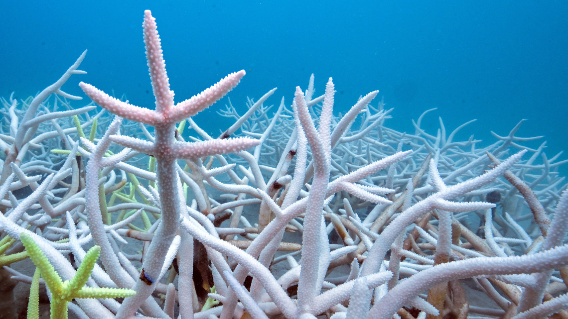 Countries still way behind on UN biodiversity targets, research shows
