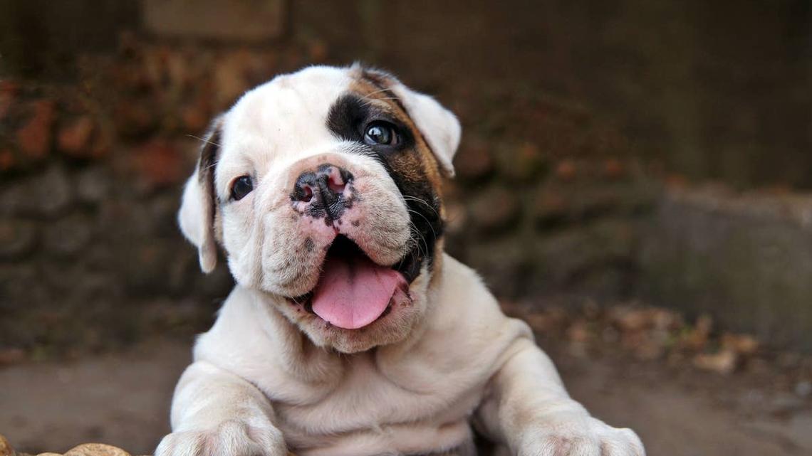 Bulldog Puppy's Hilarious 'Destruction' Glow-up Keeps Mom on Her Toes 