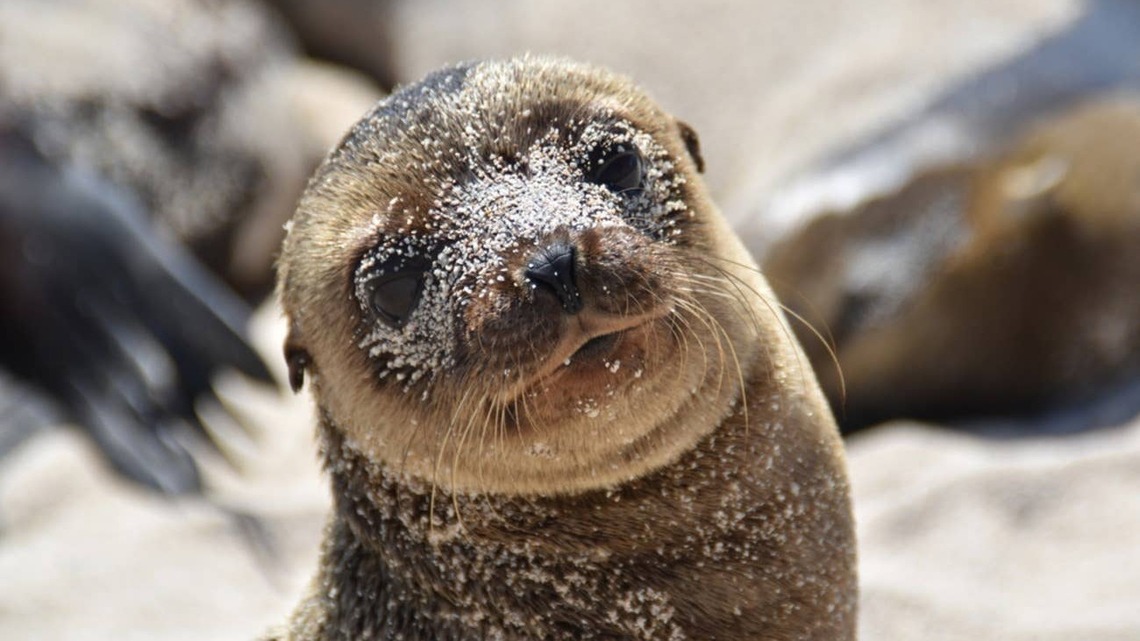 These Baby Sea Lions 'Attacking' Each Other Are Guaranteed To Make You Smile 