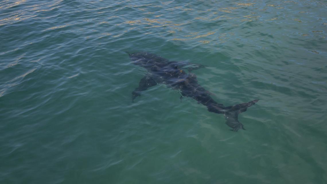 A juvenile white shark swims in Torrey Pines on Oct. 6, 2023, in San Diego, California. Six sharks were spotted in the area that day. (Ana Ramirez/San Diego Union-Tribune/TNS)