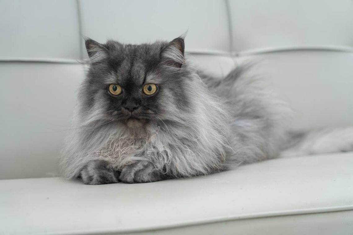  A Long-haired Persian cat perched on a sofa. 