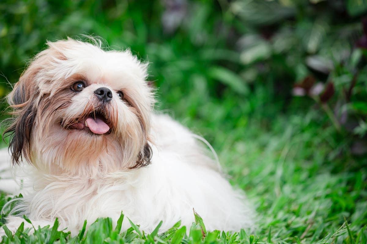  A puppy that's personality matches well with April-born owners.