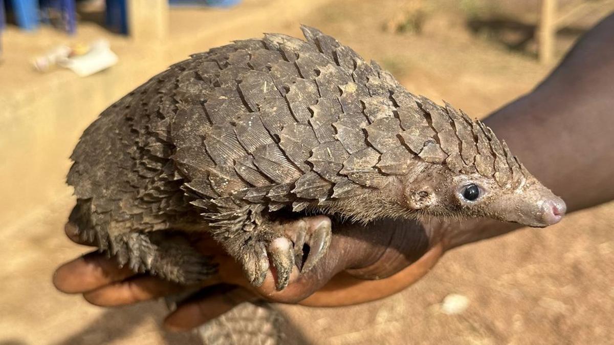 White-bellied pangolin displayed by a local vendor along a national road extension in Nimba County, Liberia. (Philippe Gaubert via SWNS). 