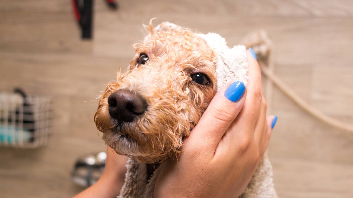 Groomer Wins Over Reactive Cockapoo Whose Family Drove 4 Hours After Vets Sent Him Away 