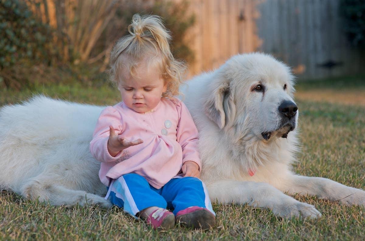  A Great Pyrenees Mountain Dog watching over a toddler while sitting together.