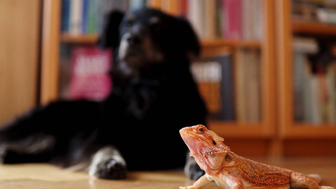 Kind Bearded Dragon ‘Checks On' Family Puppy Like a Scaly Hall Monitor 