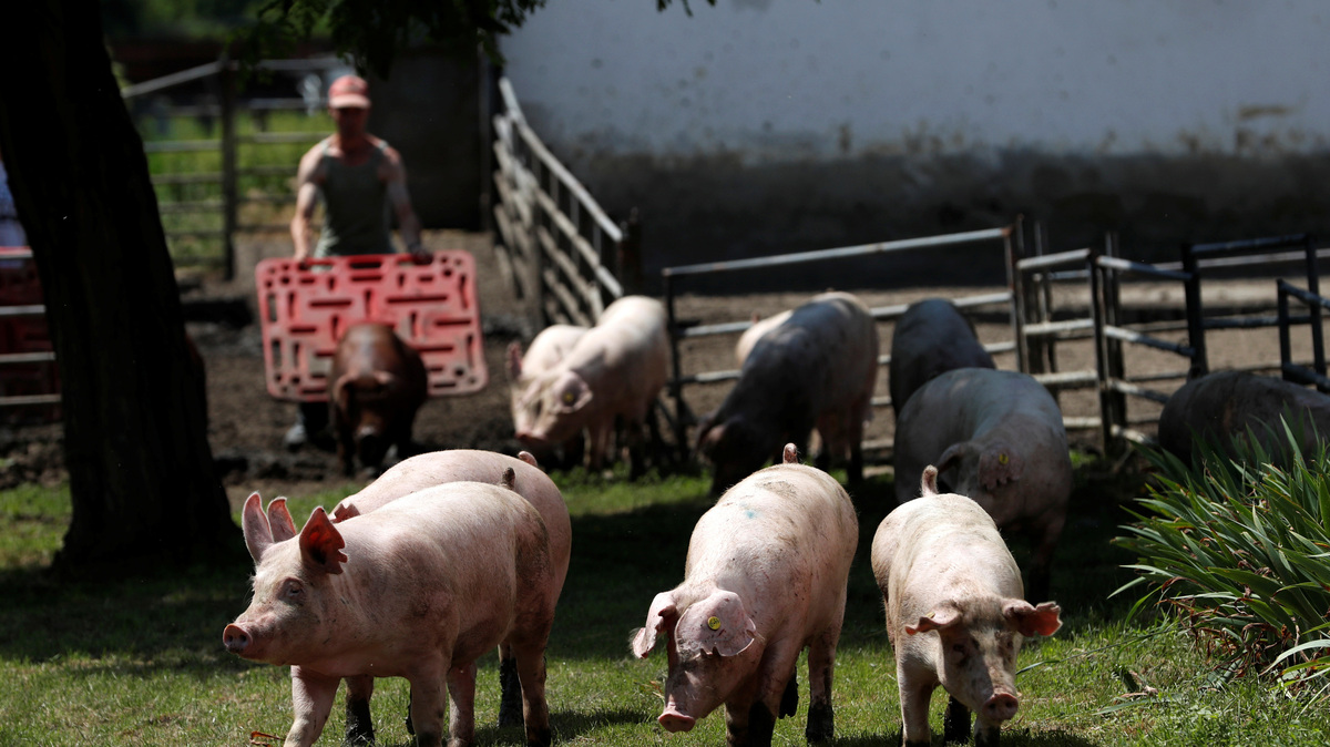 Pigs are seen on a pig farm in Rabacsecseny, Hungary, May 31, 2018.  REUTERS/Bernadett Szabo