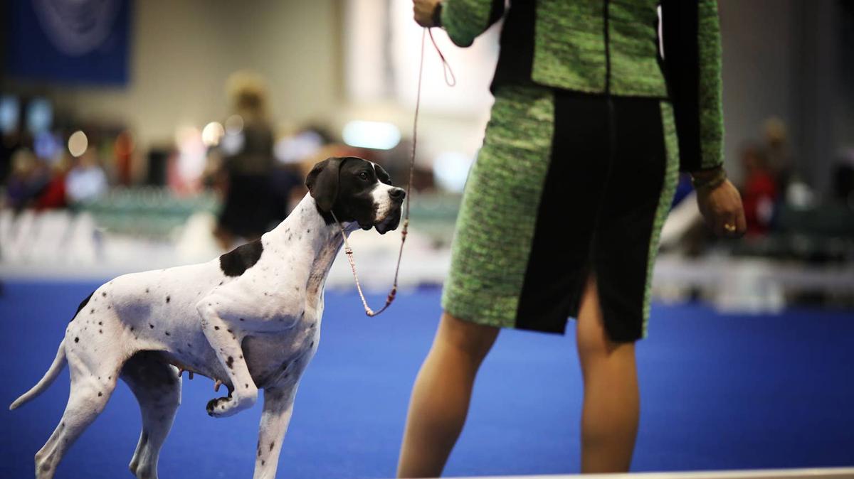 All the dogs that won in each category at the Westminster dog show 2024.