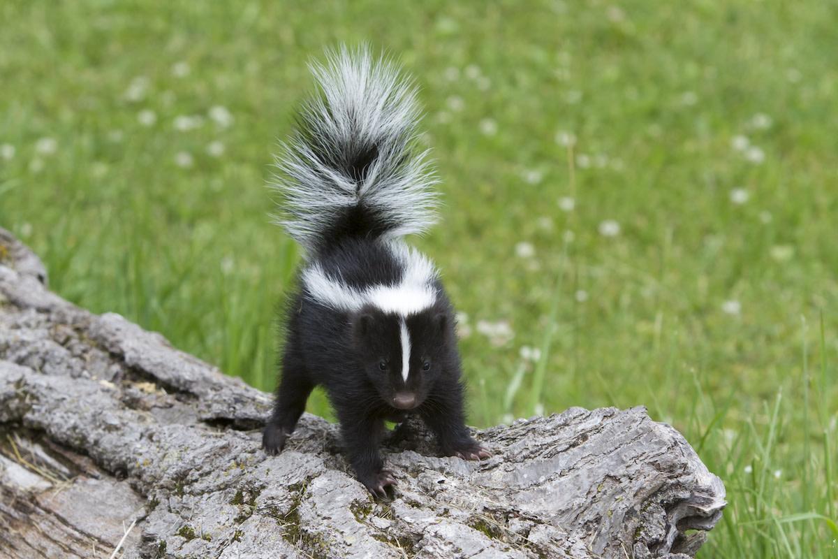 Baby skunk standing with tail up, ready to spray.