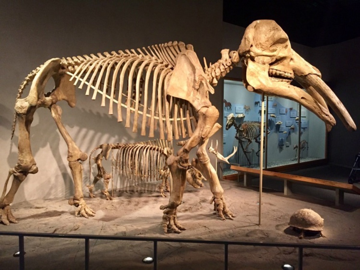  Amazing prehistoric creatures on display at the Denver Museum of Nature and Science. Photo credit: Tami Mittan 