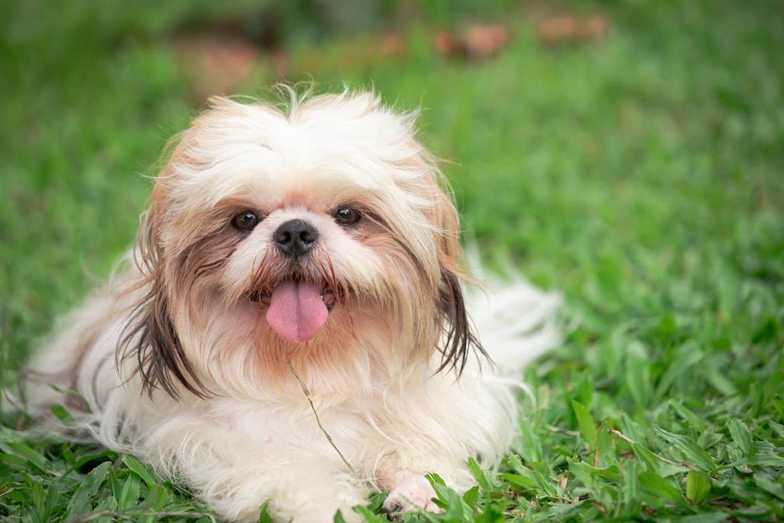  A small friendly Shih Tzu laying in the grass. 