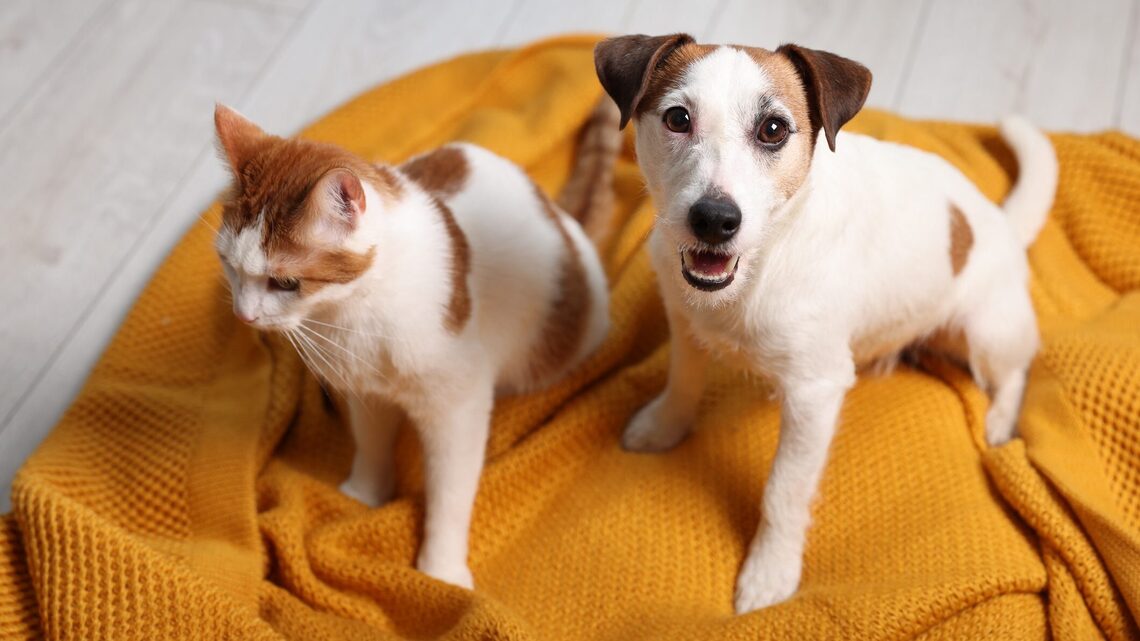 Amazon Is Rolling Out Tons of Deals on Pet Supplies Ahead of Its Prime Big Deal Days Event 
