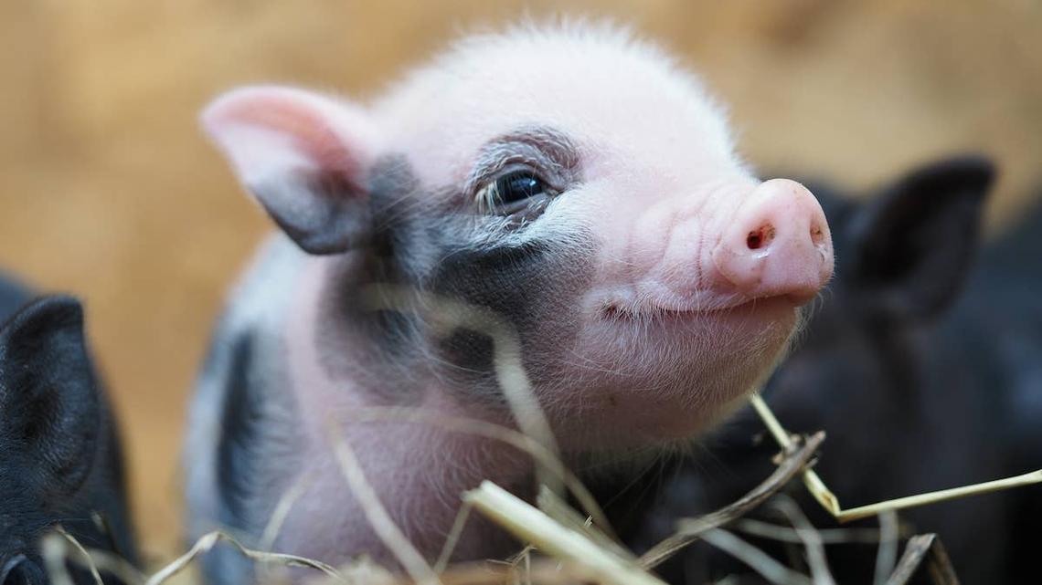 Close up of piglet. 