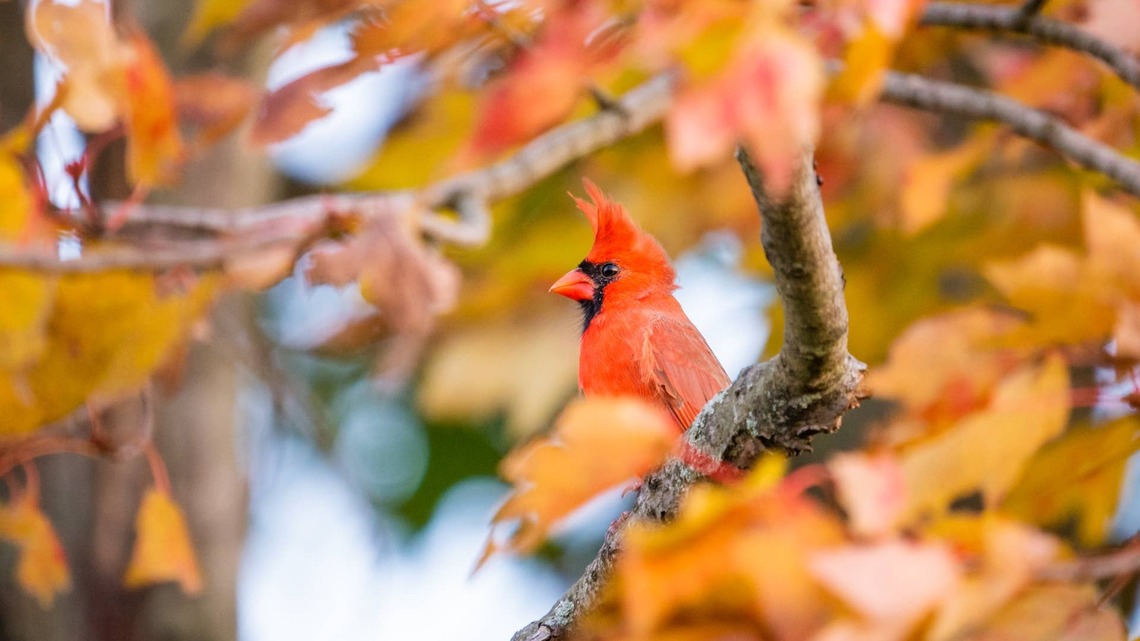 4 Angel Bird Messages To Look Out For This Fall, According to an Astrologer 