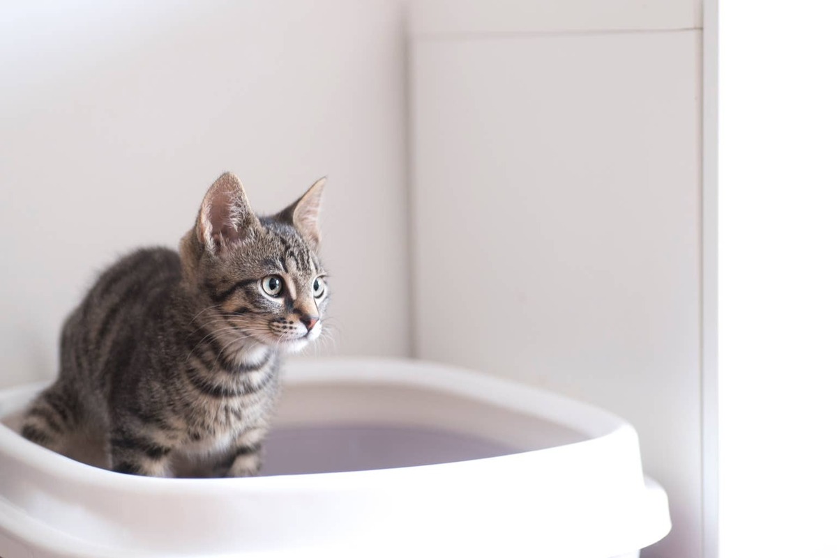  A Tabby kitten using a litter box.