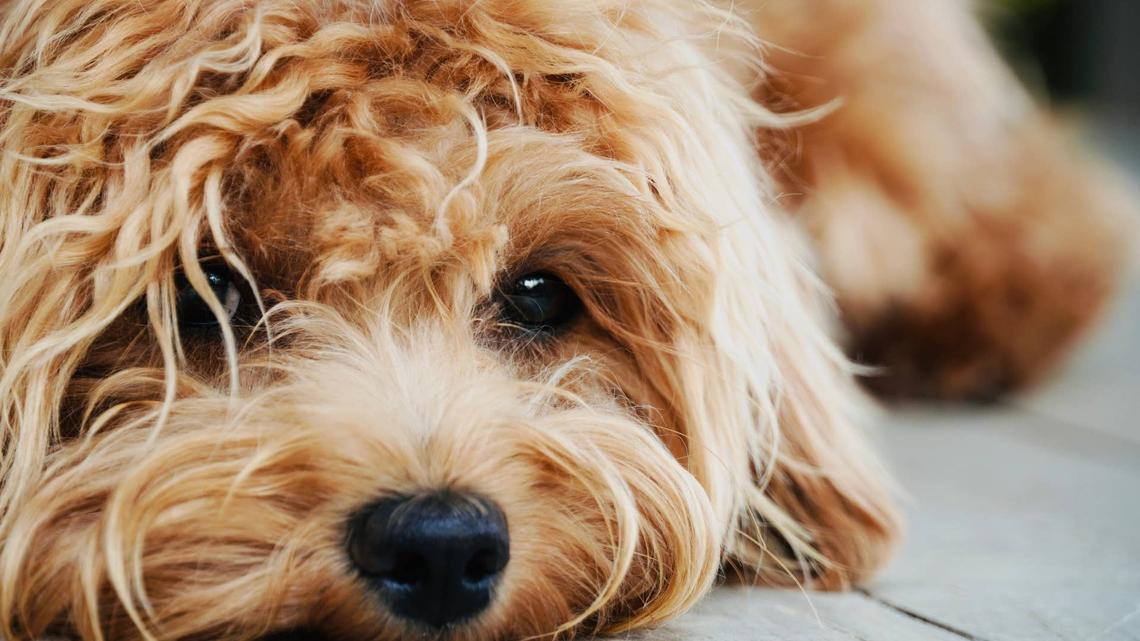 Cavapoo Meets New Puppy Sibling and Has No Idea What's Going On 