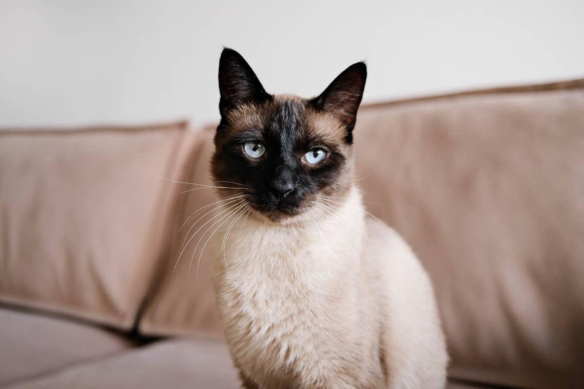  Siamese cats form strong, loyal bonds with their pet parents.