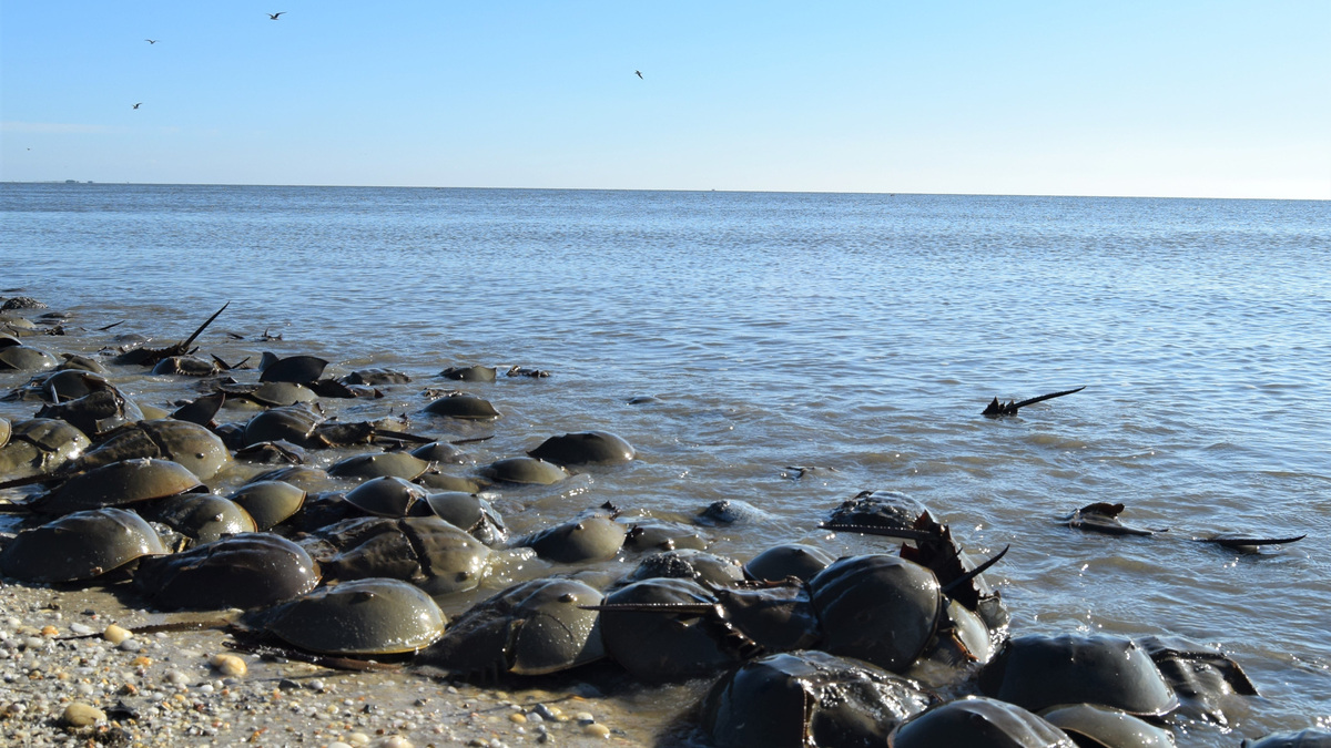 Horseshoe crabs spawn along the shores of the Delaware Bay in the spring. There are millions of horseshoe crabs living in the Delaware Bay alone, which supports the largest spawning population in the world.